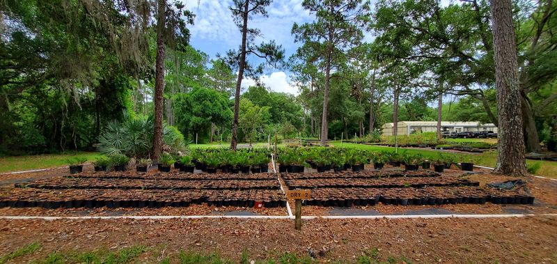 Chiappini Farm Native Nursery Gives Northern Gardeners A Deep Native Bench