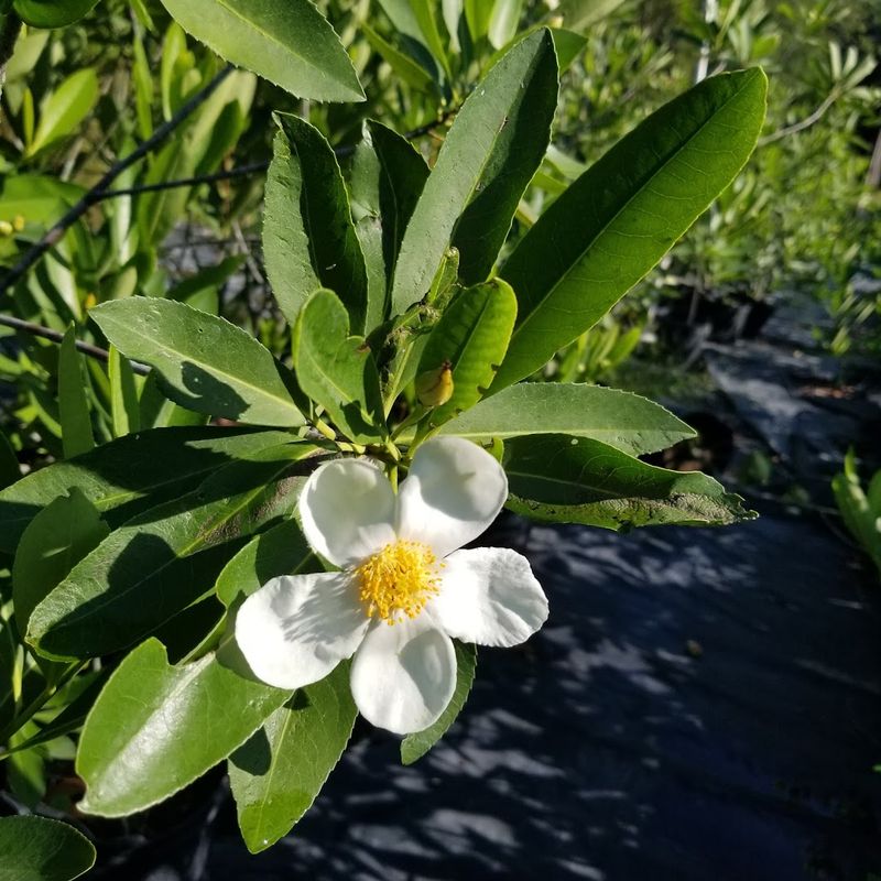 Chiappini Farm Native Nursery Is A North Central Florida Road-Trip Worth Making