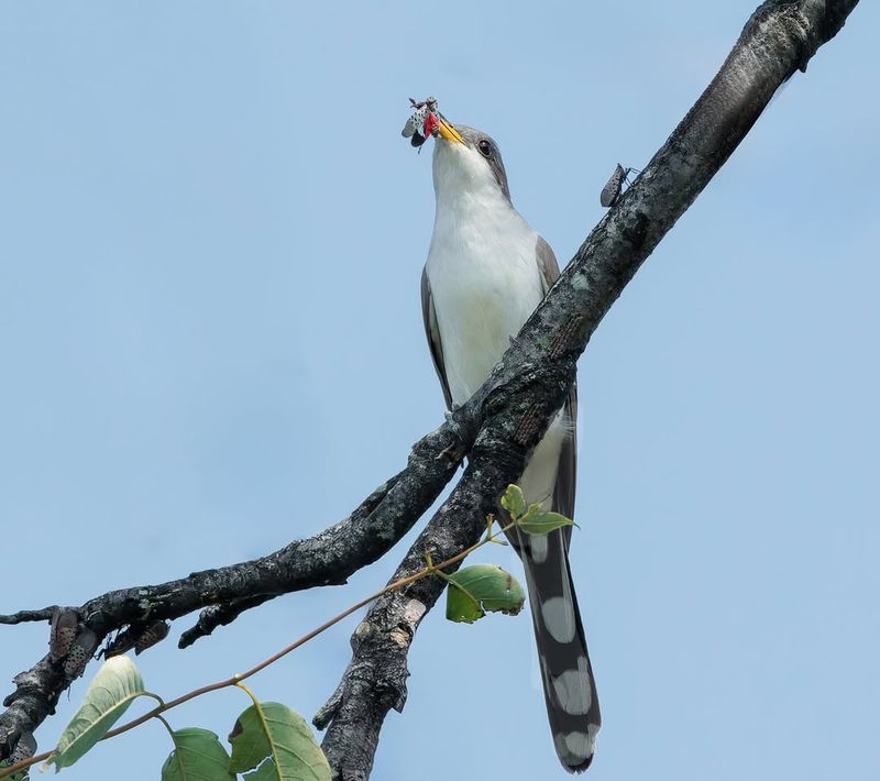 Chickadees
