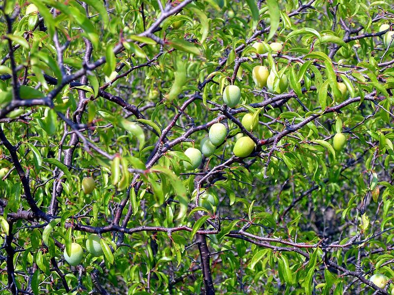 Chickasaw Plum Brings Spring Flowers To Sunny Front Yards