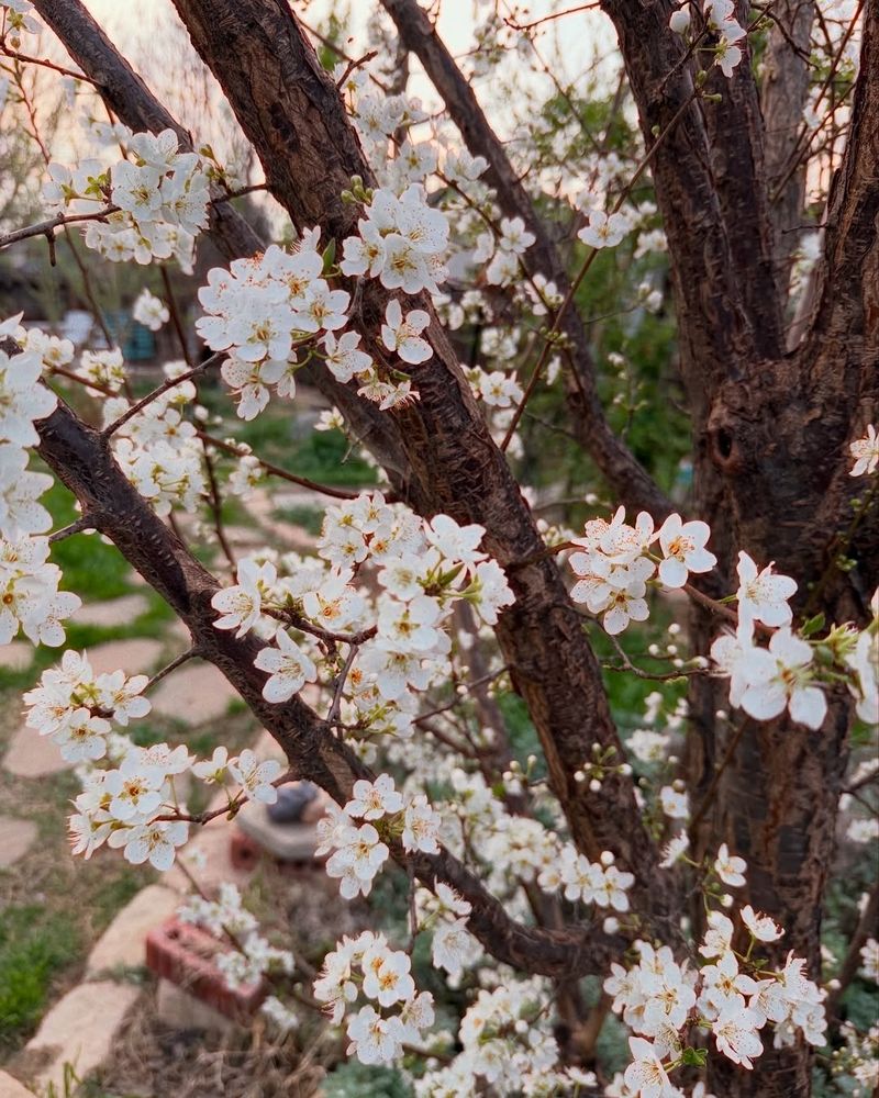 Chickasaw Plum Brings Spring Flowers Without The Crape Myrtle Look