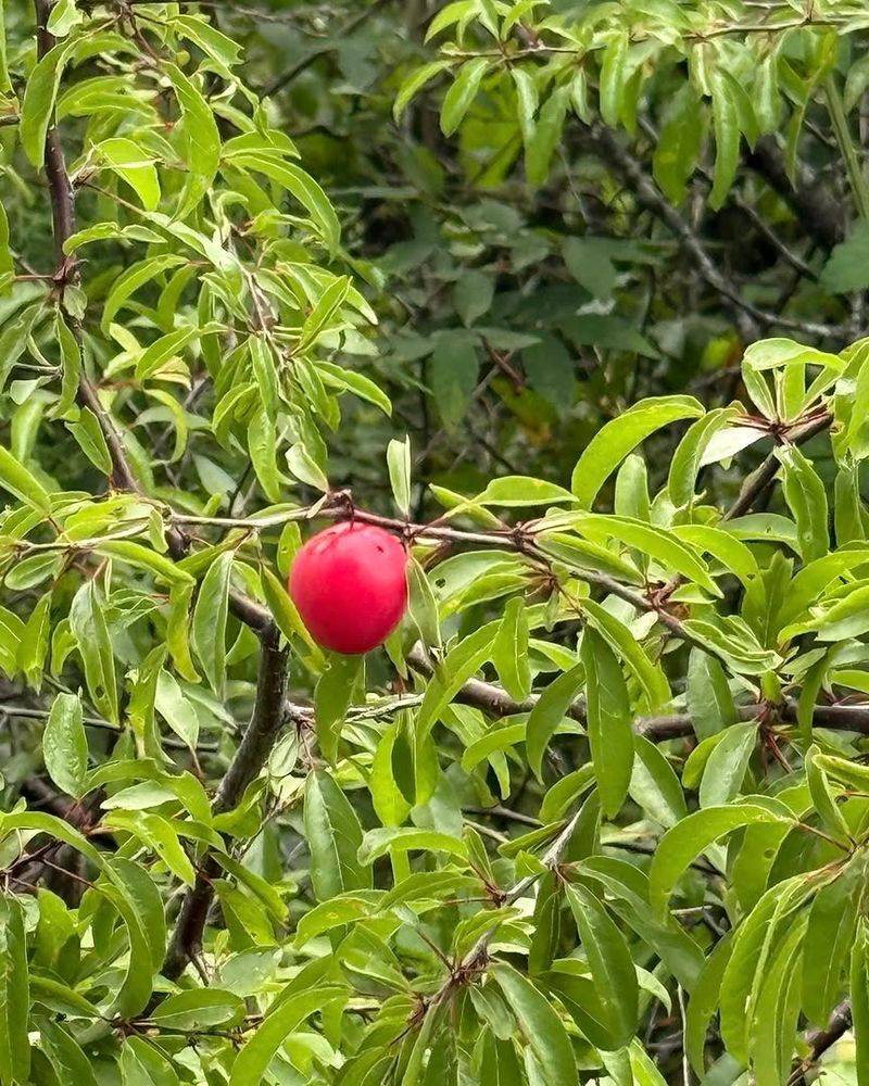 Chickasaw Plum Creates Dense Thickets Naturally Chickasaw Plum Creates Dense Thickets Naturally