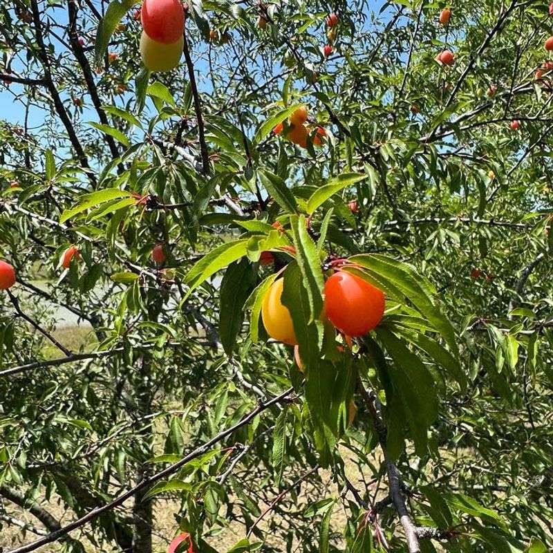 Chickasaw Plum Fits Small Yards With Spring Flowers And Fruit Chickasaw Plum Fits Small Yards With Spring Flowers And Fruit