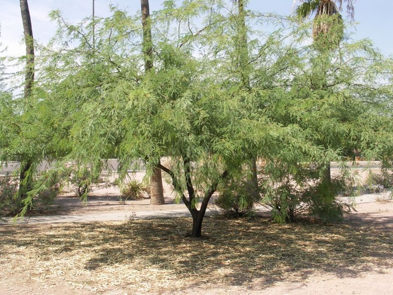 Chilean Mesquite Needs Careful Clearance Pruning Chilean Mesquite Needs Careful Clearance Pruning