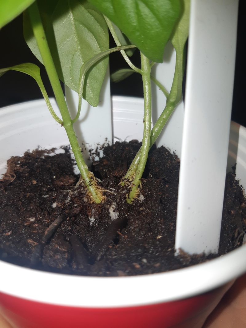 Chilly Nights Slow Pepper Roots And Delay Growth Spurts