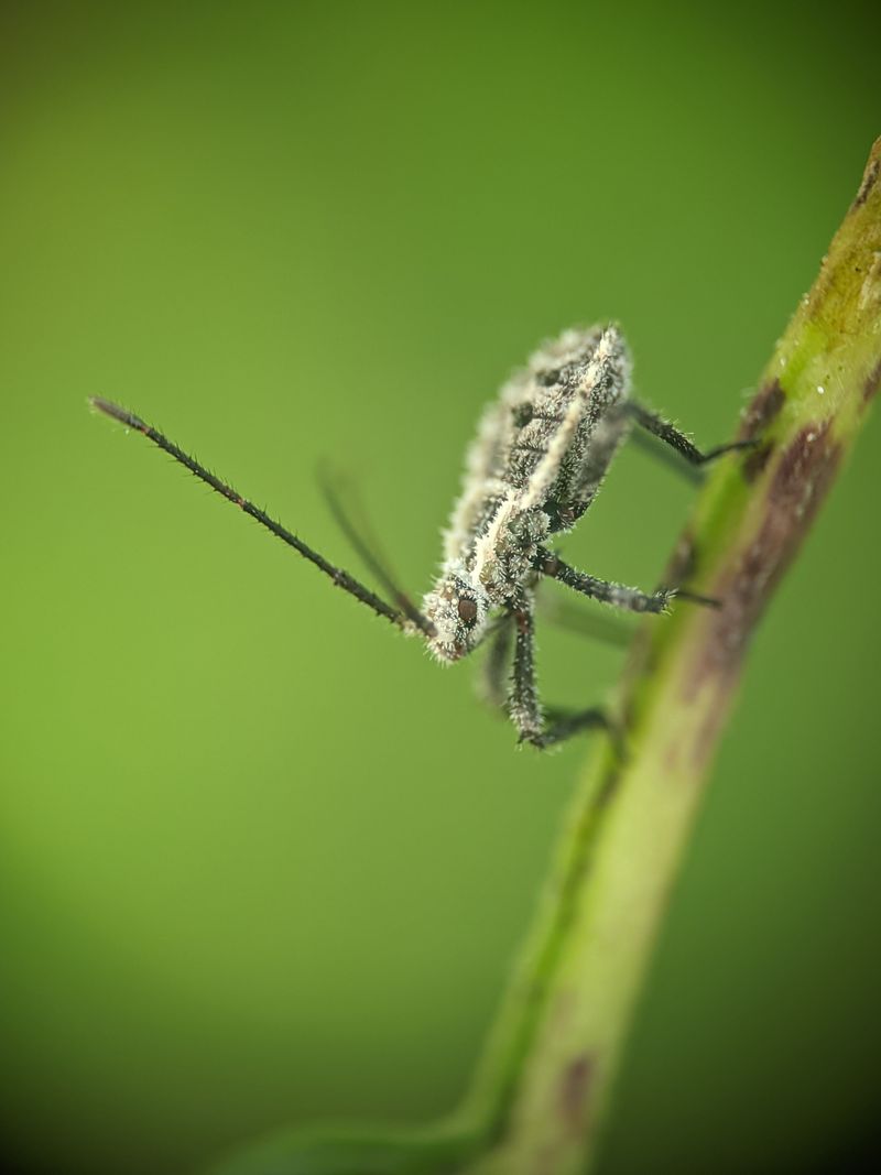 Chinch Bugs And Sod Webworms Act Fast