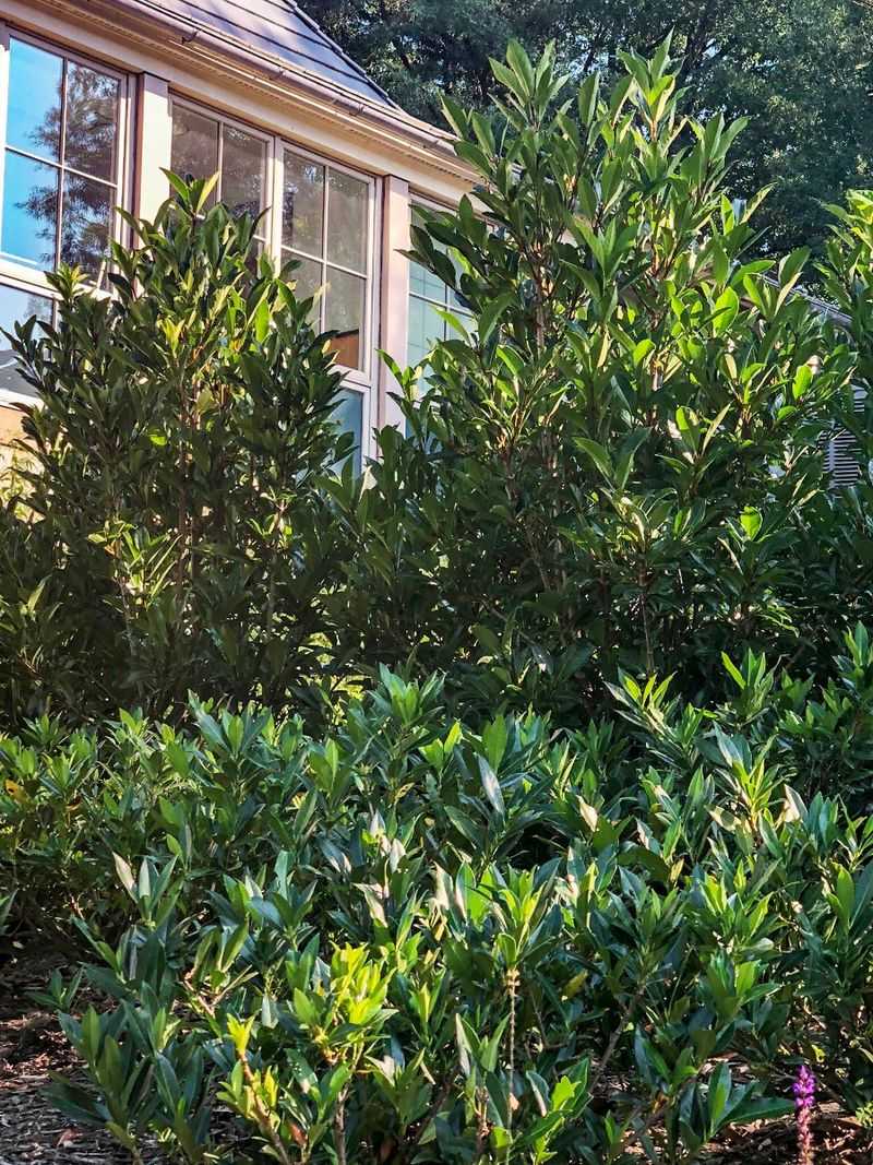 Chindo Viburnum Builds A Fast Privacy Screen