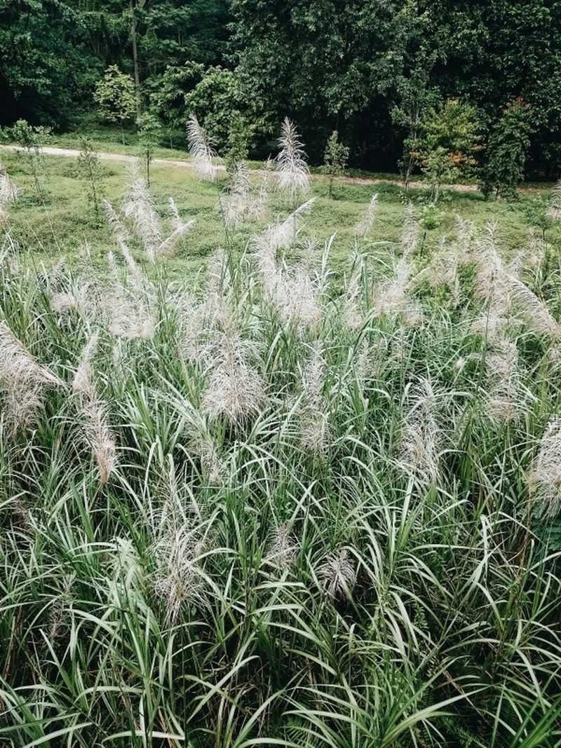 Chinese And Japanese Silver Grass Chinese And Japanese Silver Grass