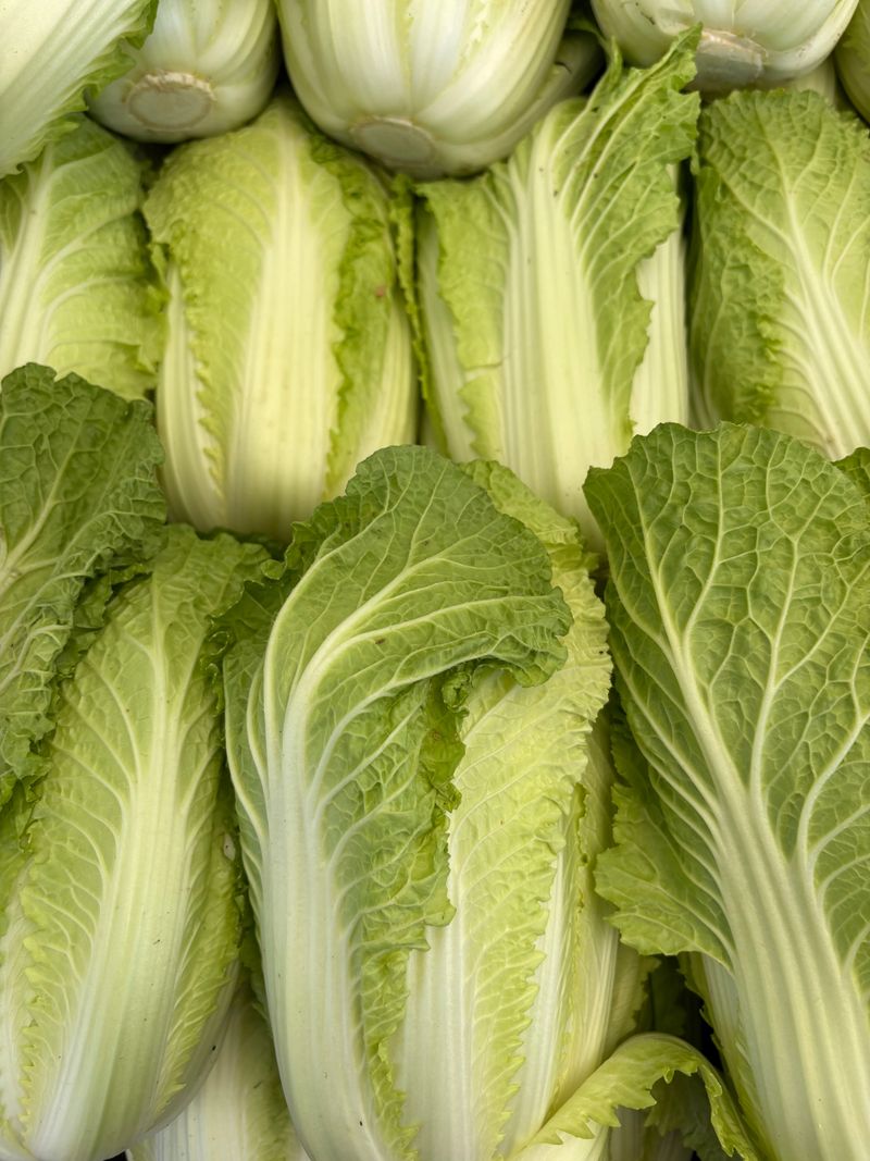 Chinese Cabbage