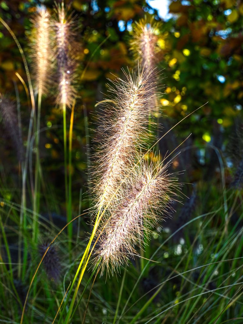 Chinese Fountain Grass Chinese Fountain Grass