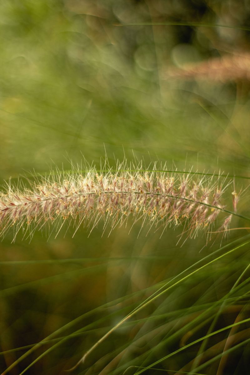 Chinese Fountaingrass (Cenchrus Purpurascens)