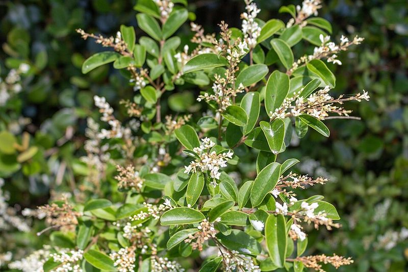 Chinese Privet Spreads Along Fence Lines