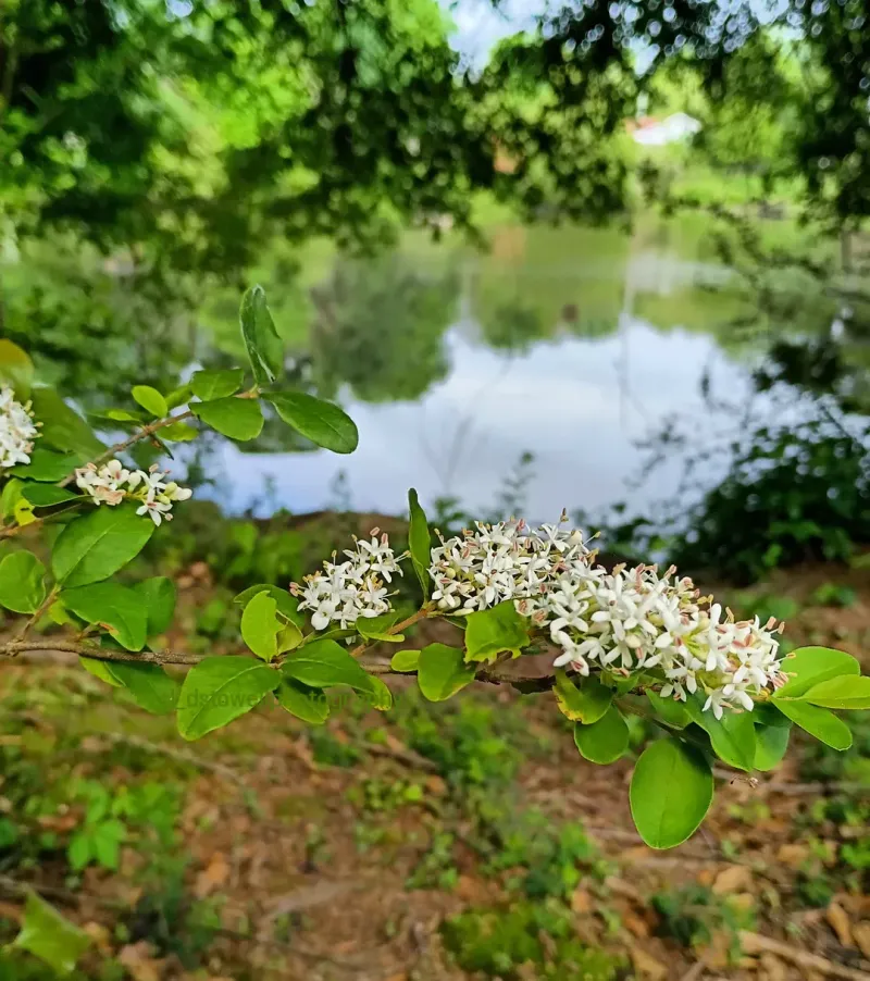 Chinese Privet Chinese Privet