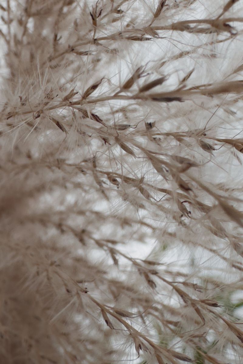 Chinese Silvergrass Chinese Silvergrass