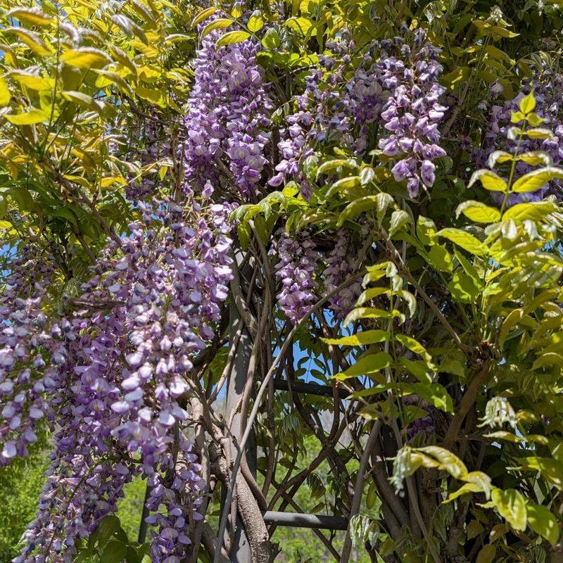 Chinese Wisteria Overtakes Fences And Structures