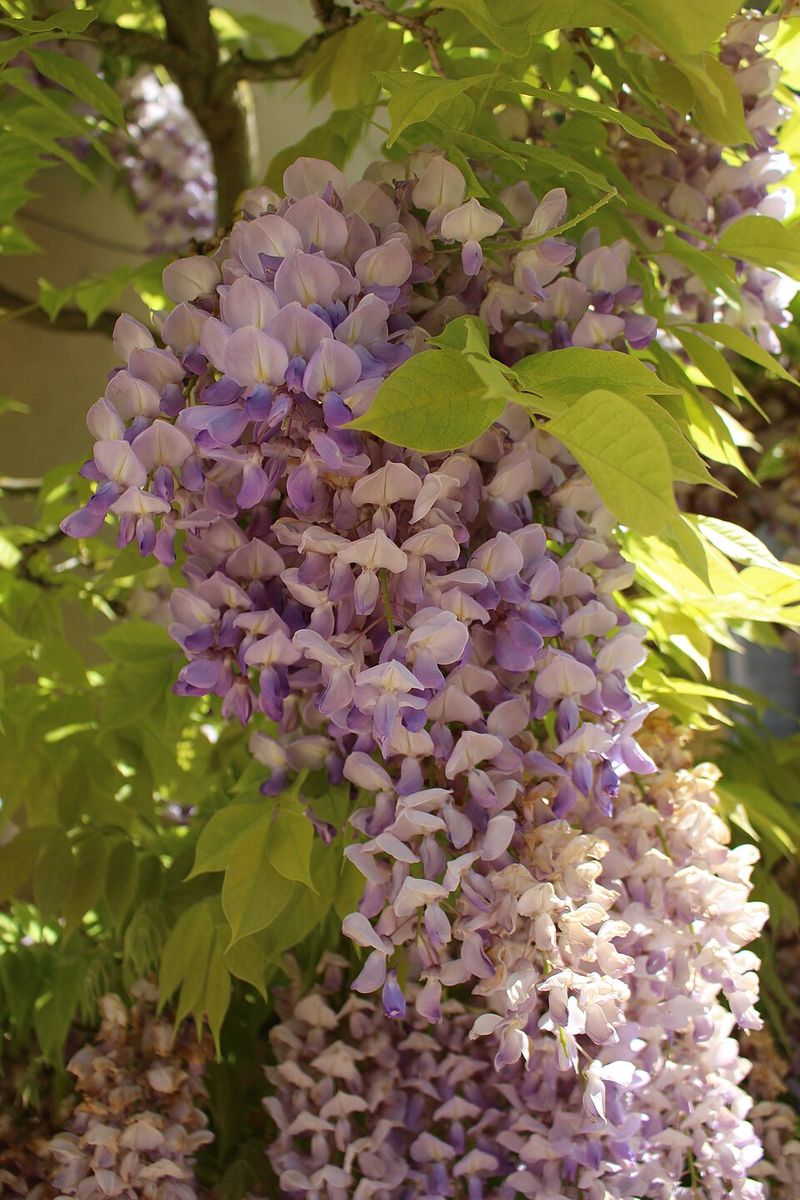 Chinese Wisteria Wraps Around Tree Lines