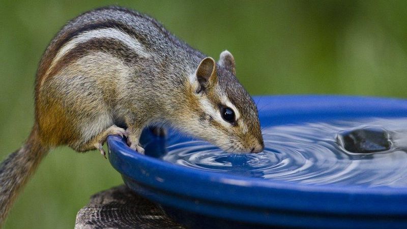 Chipmunks Chipmunks