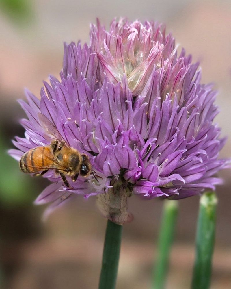 Chive Blossoms Feed Bees Before Summer Peaks
