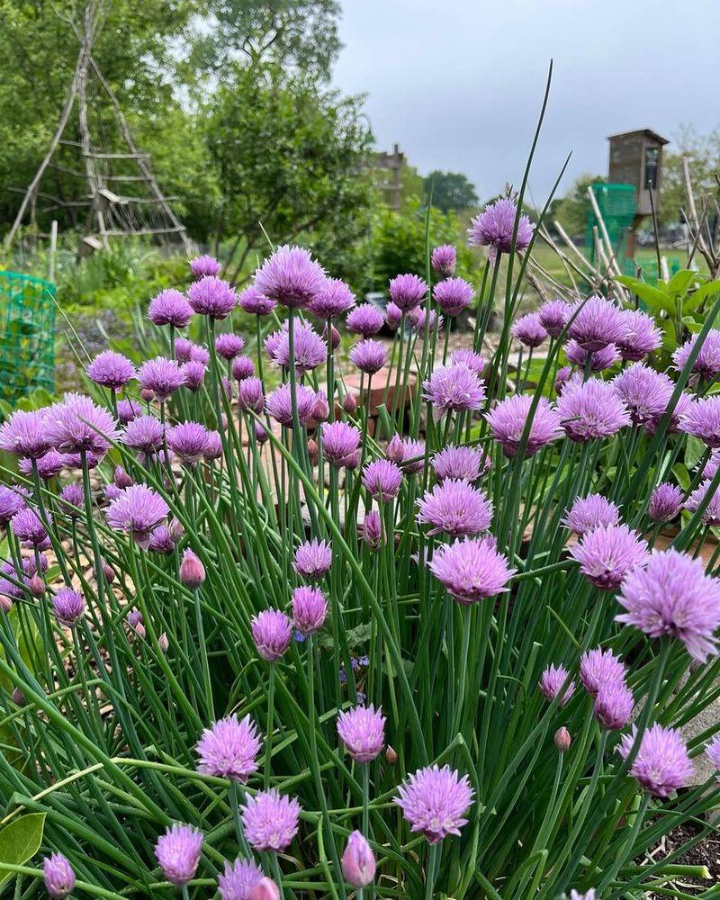 Chive Blossoms 
