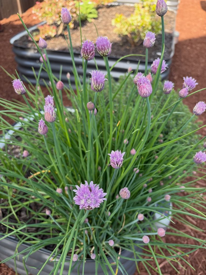 Chives And Cilantro Grow Best During Cooler Months