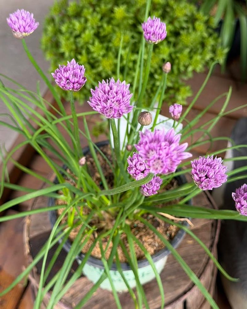 Chives Stay Compact And Hardy