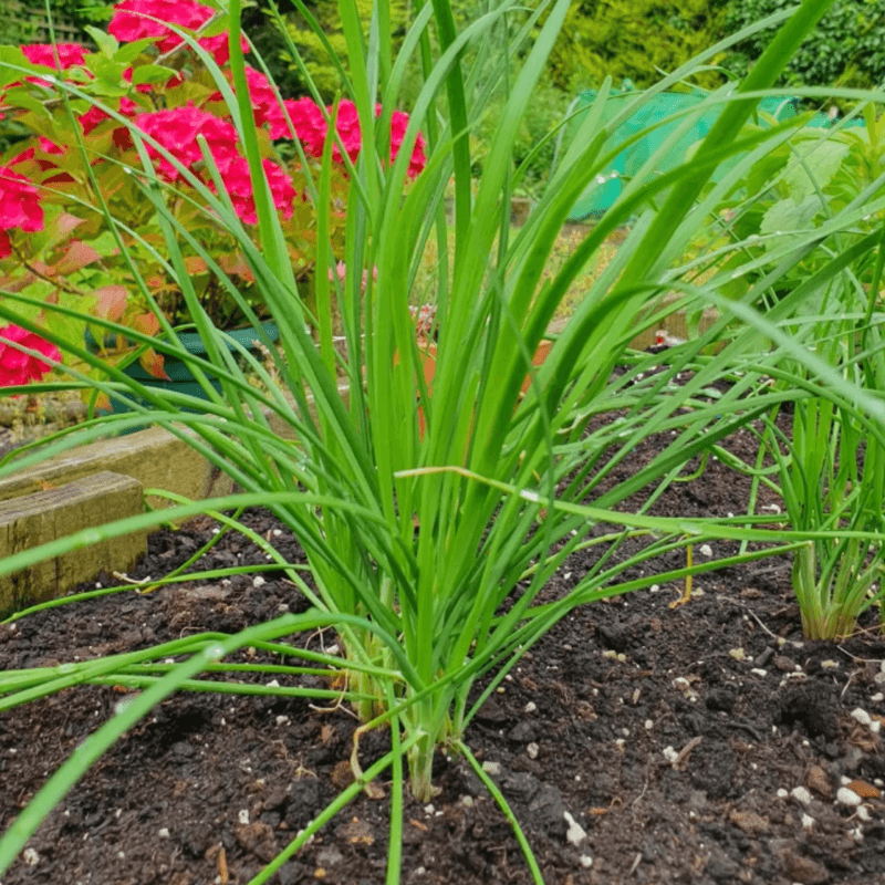 Chives Stay Useful In Small Spaces