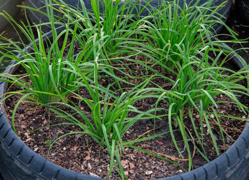 Chives Stay Useful Where Heat Feels Less Brutal Chives Stay Useful Where Heat Feels Less Brutal
