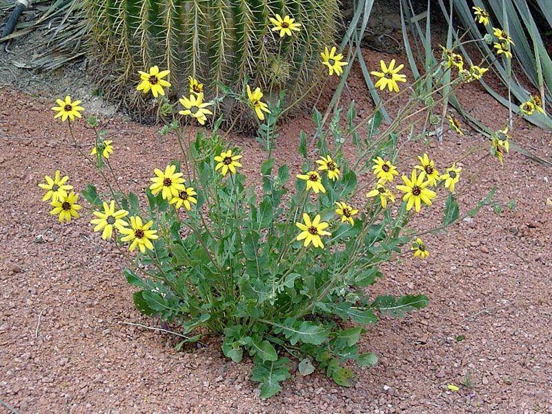 Chocolate Flower Needs Little Water Once Established