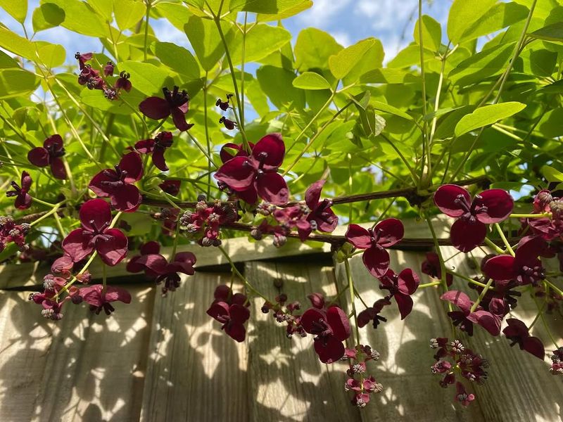 Chocolate Vine (Akebia Quinata)