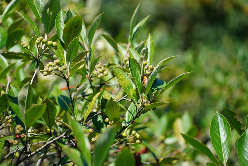 Chokeberry Delivers Berries, Fall Color, And Wildlife Value