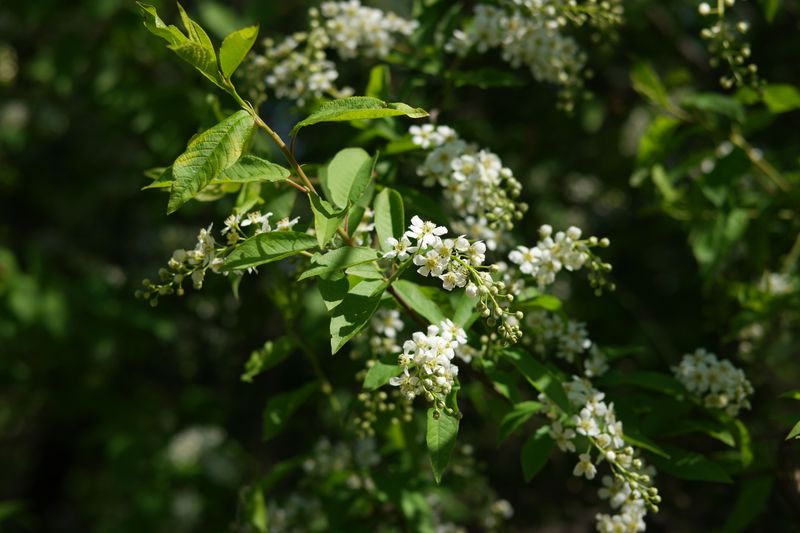 Chokecherry