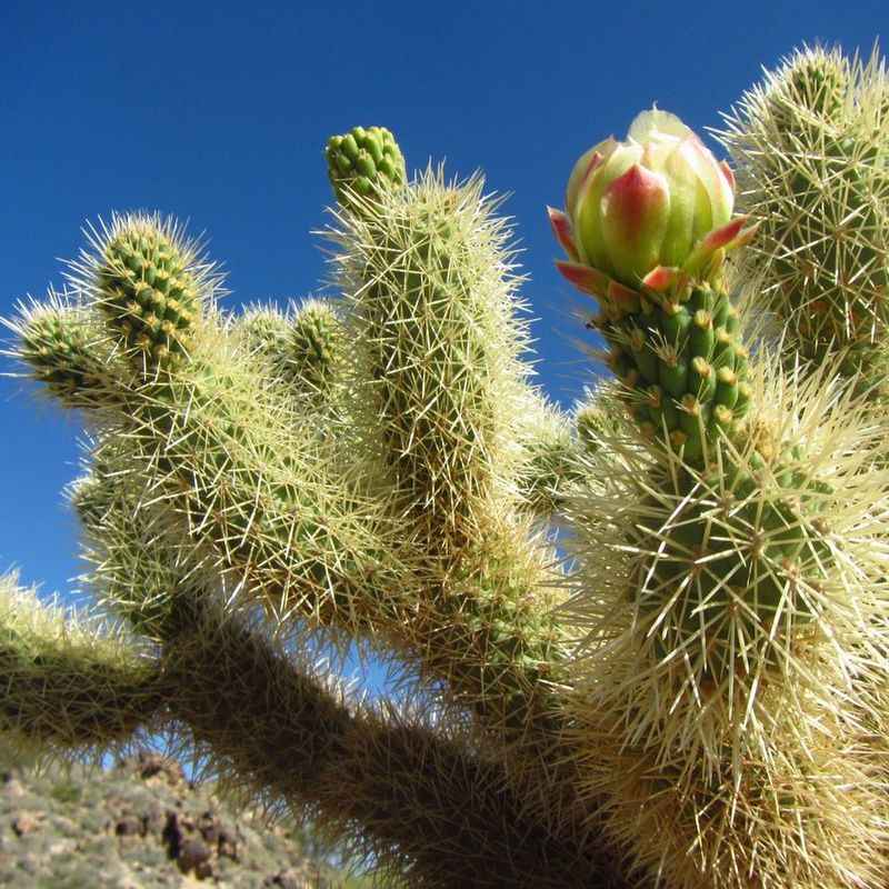 Cholla Handles Extreme Heat With Minimal Care Cholla Handles Extreme Heat With Minimal Care