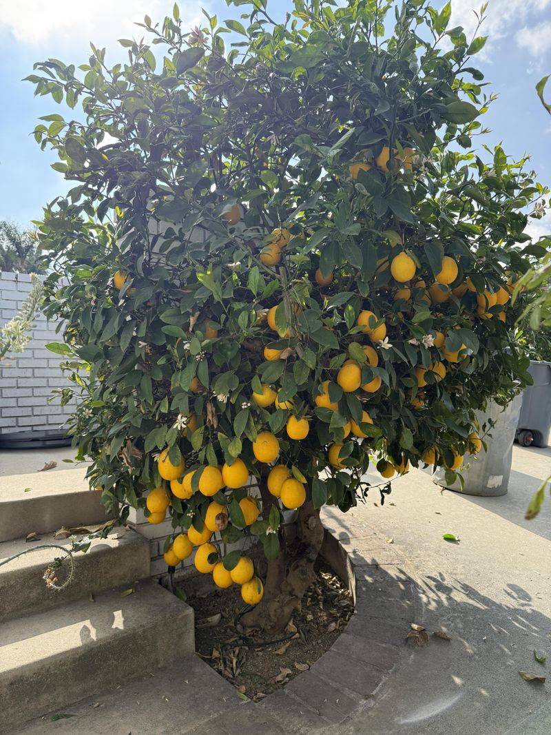 Choose A Citrus Formula With Balanced Nutrients