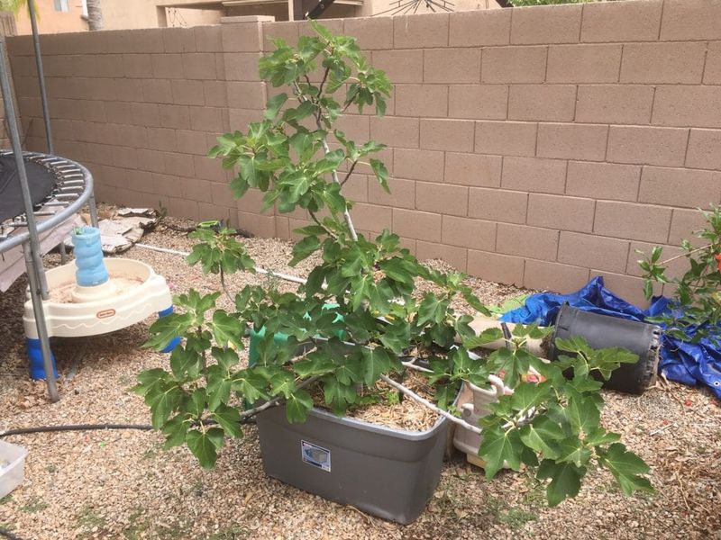 Choose A Variety That Performs Well In Pots