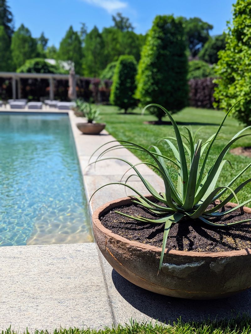 Choose Agave For Sculptural Heat-Tough Corners Choose Agave For Sculptural Heat-Tough Corners