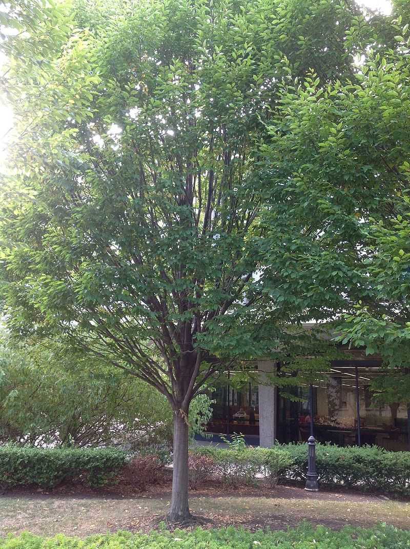 Choose American Hornbeam When Redbud Feels Too Predictable Choose American Hornbeam When Redbud Feels Too Predictable