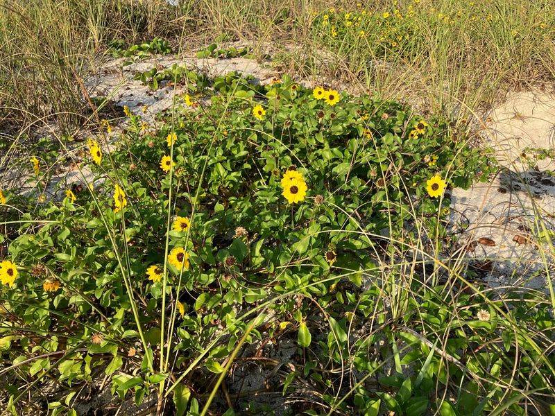 Choose Beach Sunflower For Dry Coastal Color