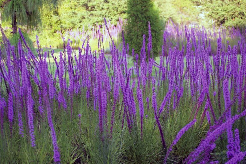 Choose Blazing Star For Purple Spikes In Dry Open Beds Choose Blazing Star For Purple Spikes In Dry Open Beds