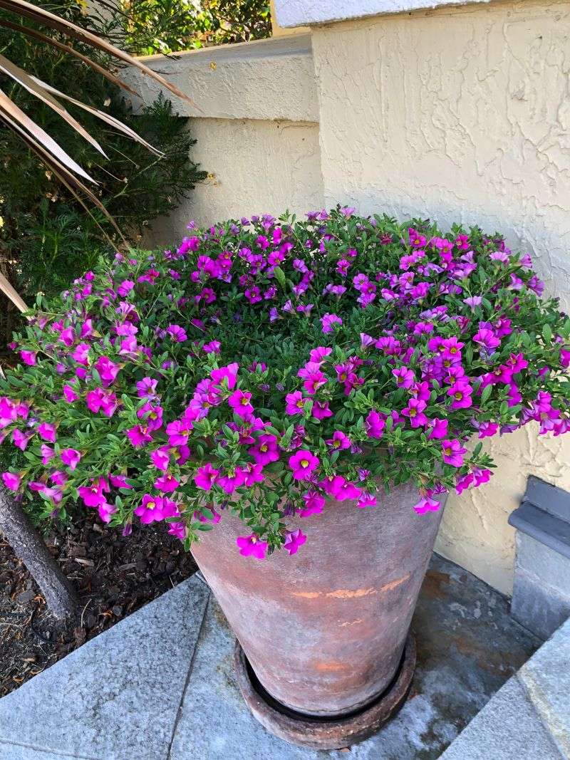Choose Calibrachoa For A Fuller Hanging Basket Look