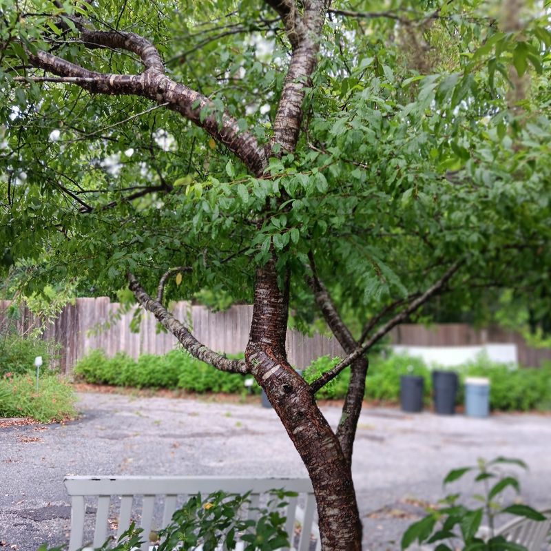 Choose Chickasaw Plum For A Thicket-Style Native Border