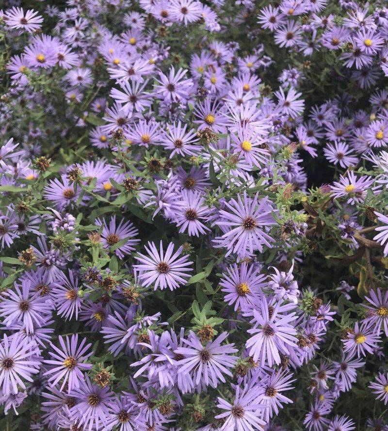 Choose Climbing Aster For Late Nectar Choose Climbing Aster For Late Nectar