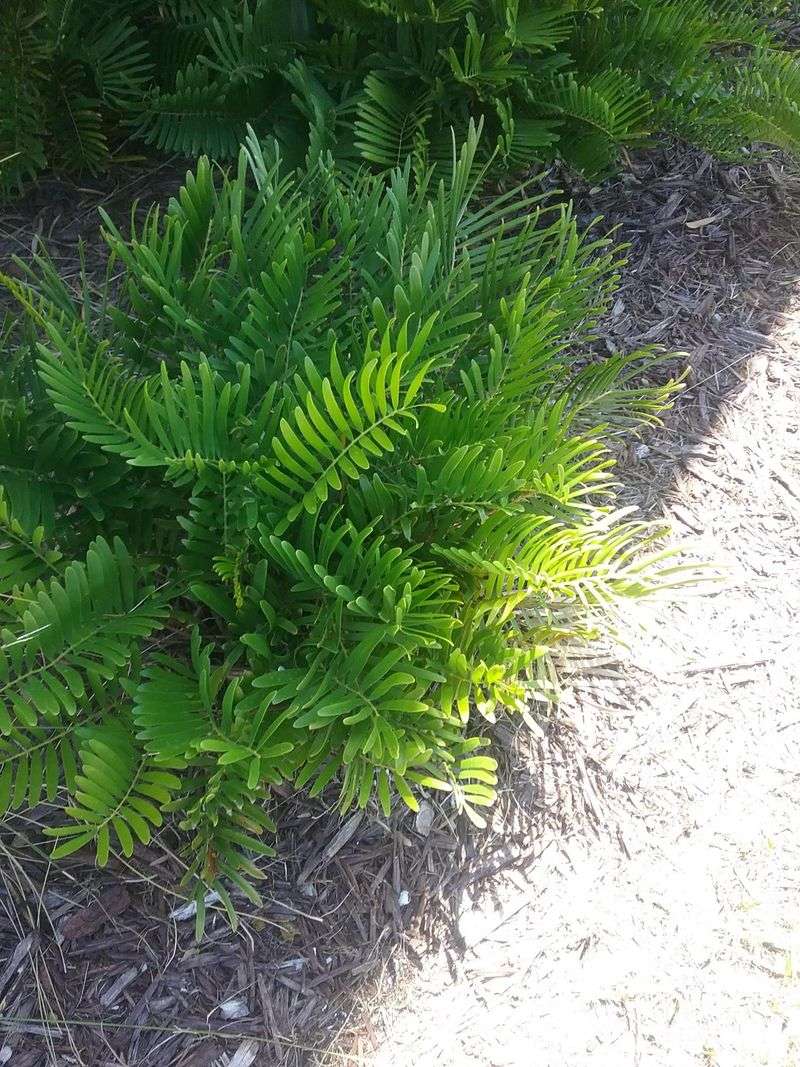 Choose Coontie To Fill Gaps Under Shrubs