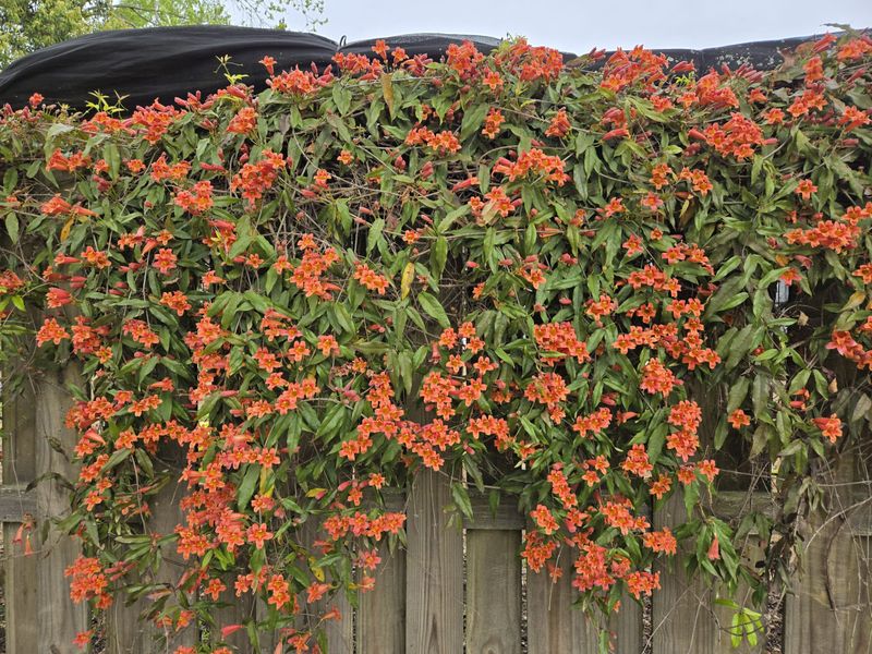 Choose Crossvine For Quick Coverage On Strong Supports