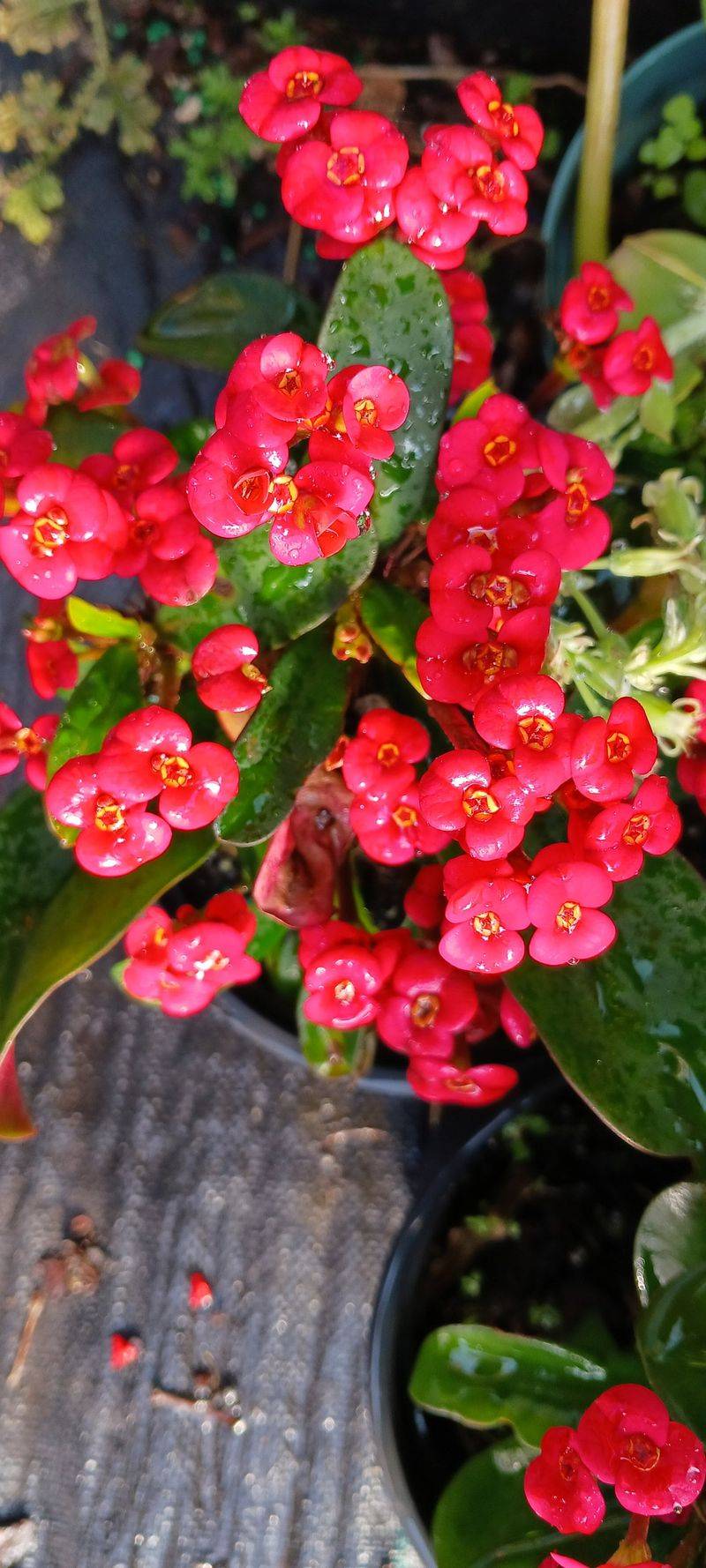 Choose Crown Of Thorns For Sunny Splash-Prone Containers