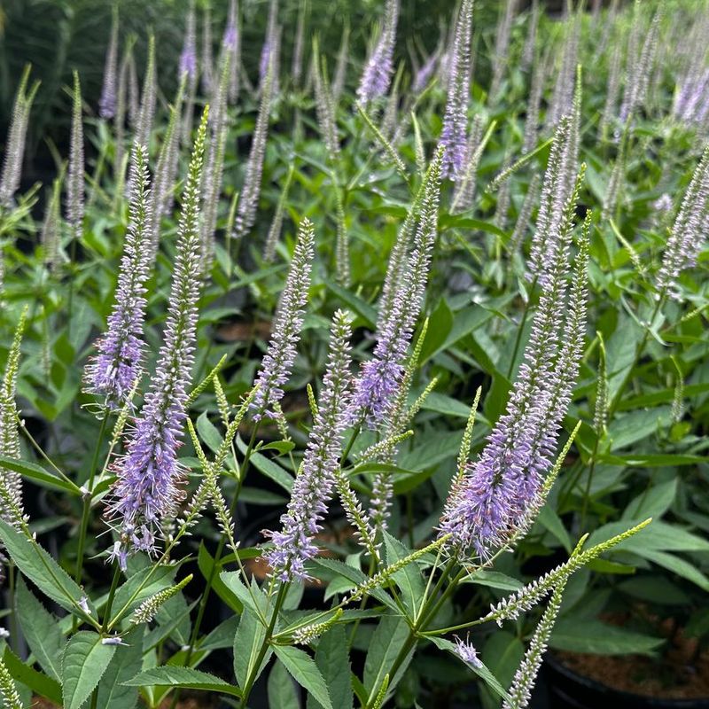 Choose Culver's Root For Tall White Summer Blooms