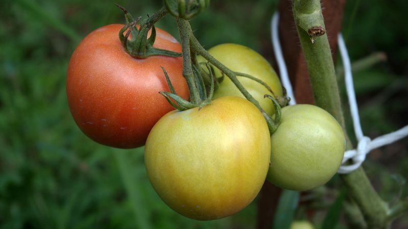 Choose Disease-Resistant Varieties