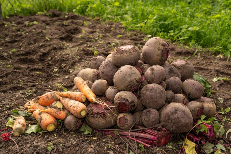 Choose Drought-Tolerant Varieties For Mid-Season Replanting Choose Drought-Tolerant Varieties For Mid-Season Replanting