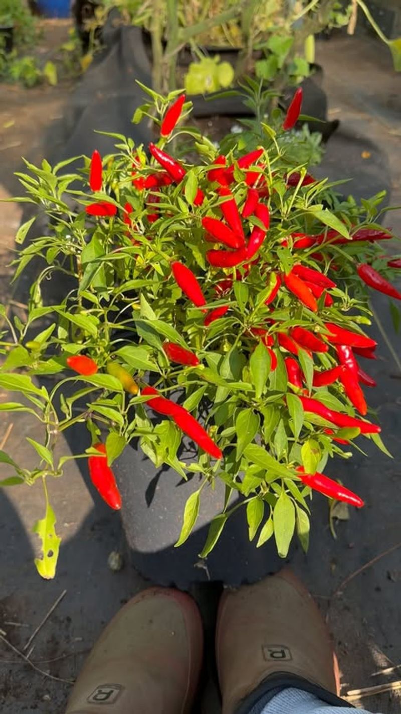 Choose Earlier, Compact, Or High-Yielding Varieties