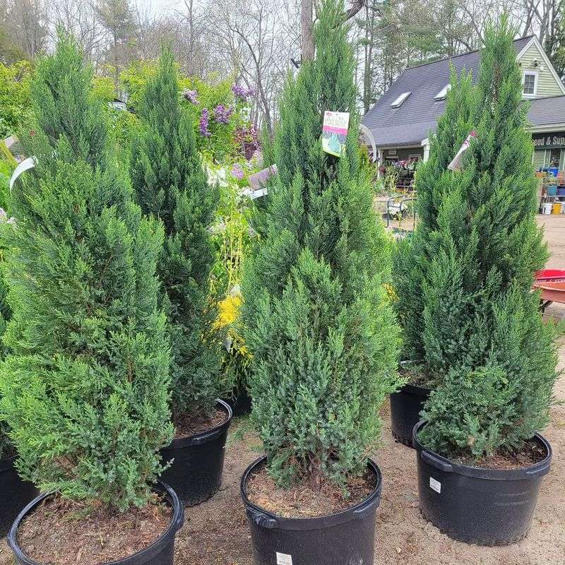 Choose Eastern Red Cedar Where Deer Pressure Is Constant