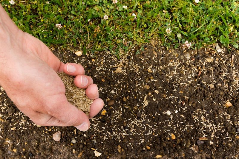 Choose Fall Timing That Gives Seed A Fair Start Choose Fall Timing That Gives Seed A Fair Start